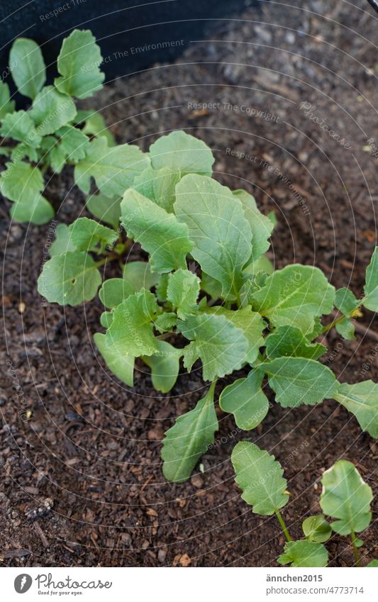 a row of small green radish plants in a raised bed Nature Plant Green grow Garden reap do gardening Gardening Leisure and hobbies Growth Earth Exterior shot wax