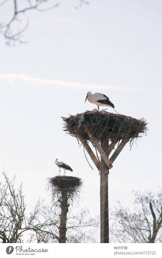at the Dümmer the white storks are back from their winter quarters spring Bird Migratory bird nature conservation Love of animals White Stork Protection
