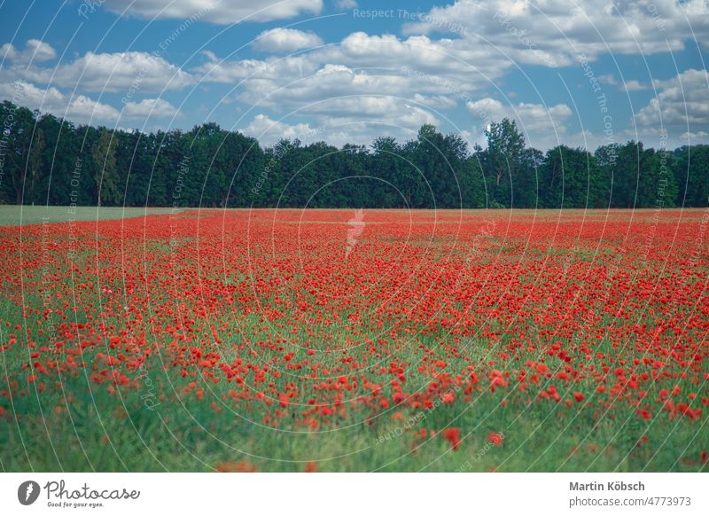 The corn poppy shines in a red blaze of color. The delicate flowers in the cornfield. meadow green papaver rhoeas balcony plants effect spring black filigree