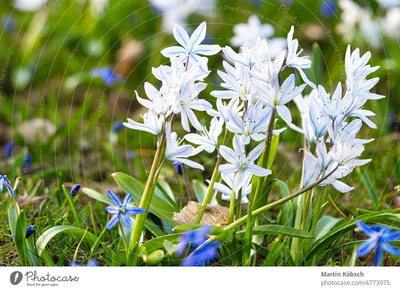 Common star hyacinth are early bloomers that herald spring. bloom at Easter time. blue flower pretty garden easter park pollen summer macro meadow sun