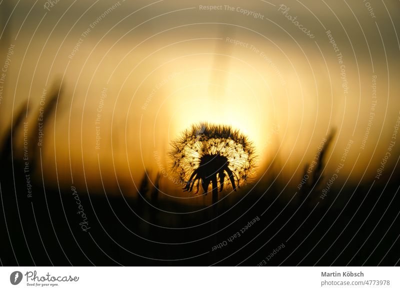 Dandelion (dandelion) in the sunset with beautiful bokeh. At evening hour nature shot balcony plants beauty bloom dreamy early bloomers outdoor light mood