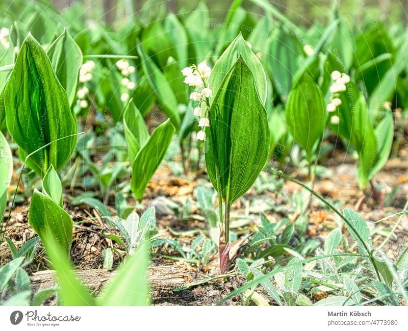 Lily of the valley on the forest floor. green leaves, white flowers. Early bloomers early bloomer blossom leaf plant sunlight macro sunbeam ecology may spring