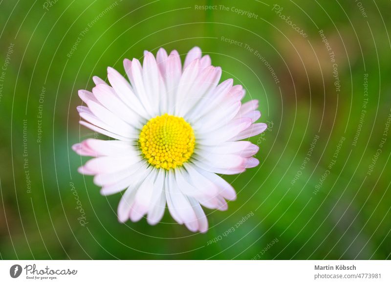 Daisy with a lot of bokeh on a meadow. Focus on the pollen of the flowers. pink delicate daisy spring nature fresh landscape summer white wellness relax grass