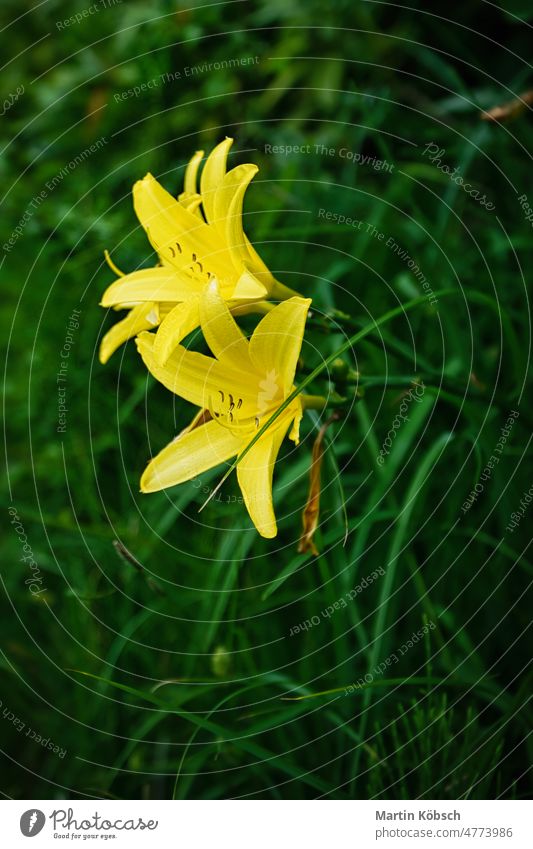 gorgeous yellow lily with beautiful bokeh. Green leaves complete the color harmony. flower flora nature botany beauty romantic park spring flower blooming