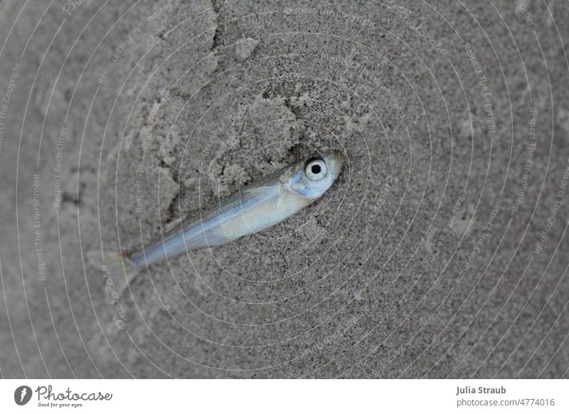 small shimmering fish with big eyes washed up on beach Fish little fish Small Beach Sand Sandy beach Stranded Death look up Nature Environmental protection
