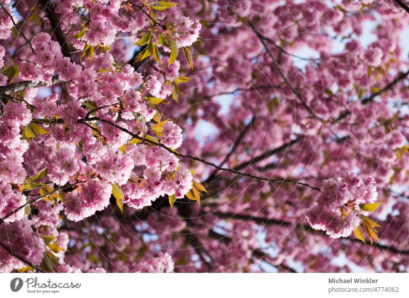 Cherry blossom, Sakura, Japanese cherry tree Austria april beautiful bloom blooming branch bud cherry blossom cultivated elegance flora floral flower flowers