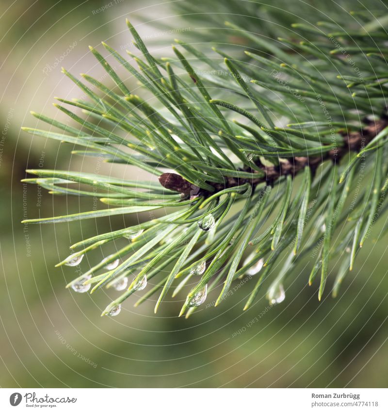 Forest pine in rainy weather Jawbone Scots pine Coniferous trees Tree Plant sparkle Green Shallow depth of field Exterior shot Environment