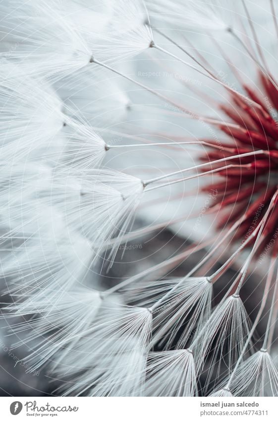 beautiful dandelion flower seed in spring season plant white floral garden nature natural decorative decoration abstract textured soft softness background