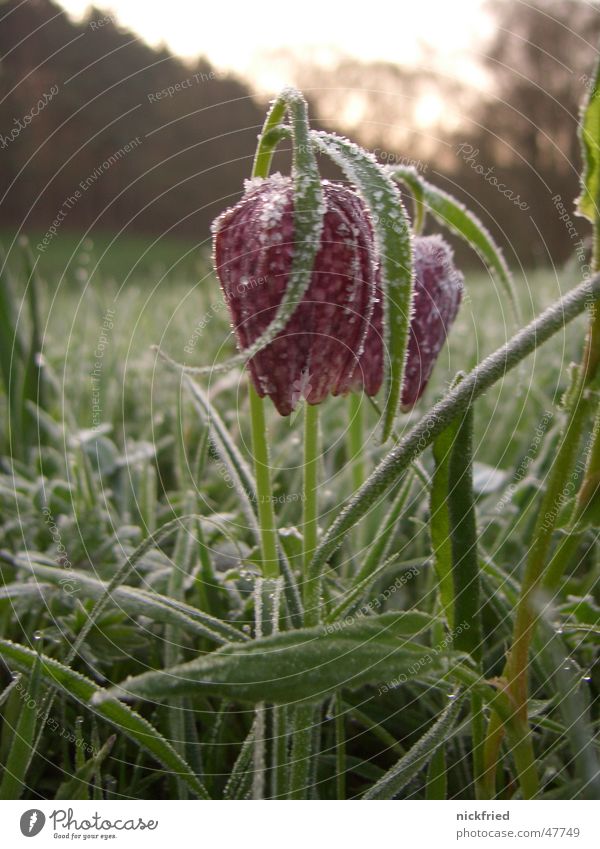 spring awakening Snake's head fritillary Flower Sunrise Dew Spring Meadow Grass Ice crystal Frost