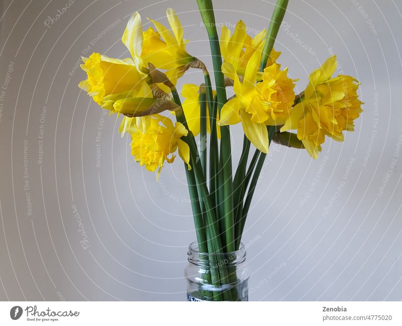 A bunch of homegrown daffodils in a jar on a neutral background beautiful beauty blossom bouquet bright cancer copy elegant floral flower fresh garden green
