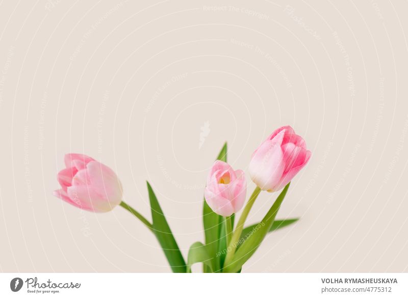 A bouquet of three pink tulips. The concept of the spring holiday with copy space flower love celebration floral green mother festive greeting isolated romantic