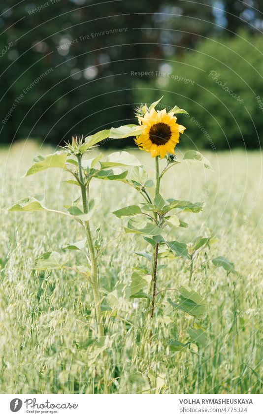 A lone ornamental sunflower in a field grows in summer gardening decorative green yellow plant bed summertime rural beauty bright leaf small agriculture