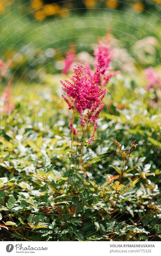 Astilbe arendsii pink flowers in the summer garden. Seasonal gardening. plant nature beauty floral green leaf background beautiful park colours color colorful