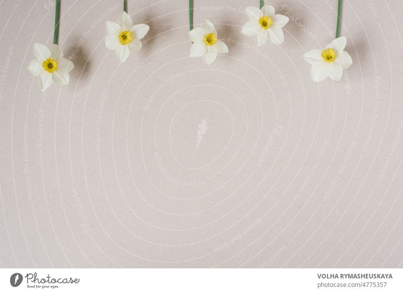 Beautiful fresh daffodils on a beige background top view. an unusual spring image with white and yellow flowers with copy space and flat lay. flower greeting card