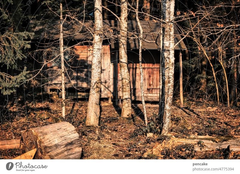 forest | hiding place Forest trees Hiding place Hut Wooden hut covert Camouflage Landscape Environment Birch tree Sunlight Sunset warm Idyll Calm