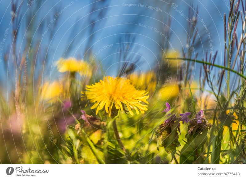Blooming dandelion, blue sky Yellow Green Day daylight Garden fade blossom fragrances Blossom Flower Plant Nature Spring Flowering plant wax leaves Grass