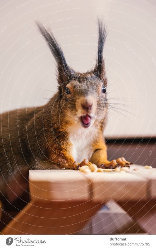 Squirrel eats nuts at the table Animal Small rodent Cute hands Hand Pet Curiosity Pelt Rodent Diminutive Mammal Caution Animalistic Funny Looking Face cute
