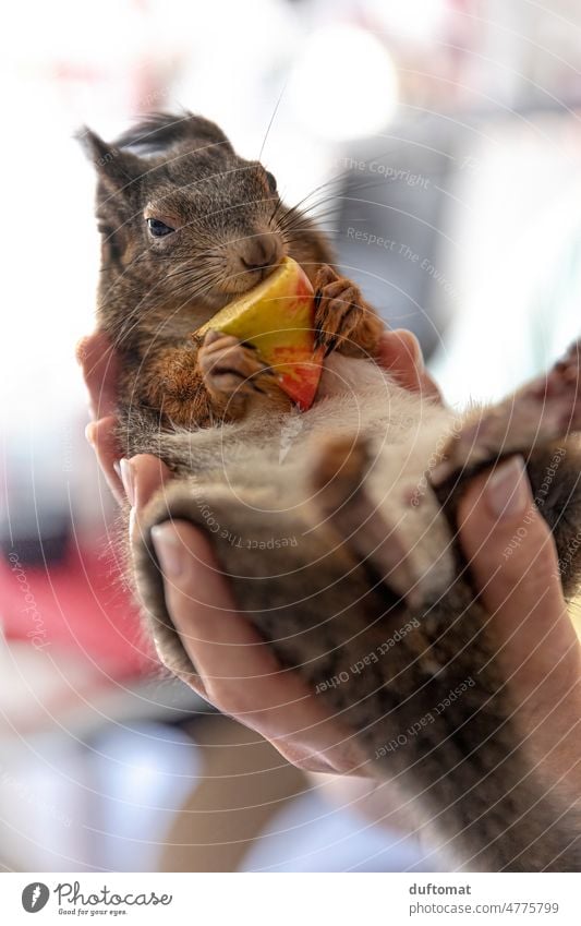 Squirrel nibbling on apple is carried on hands Animal Small rodent Cute Hand Pet Curiosity Pelt Rodent Diminutive Mammal Caution Animalistic Funny Looking Face
