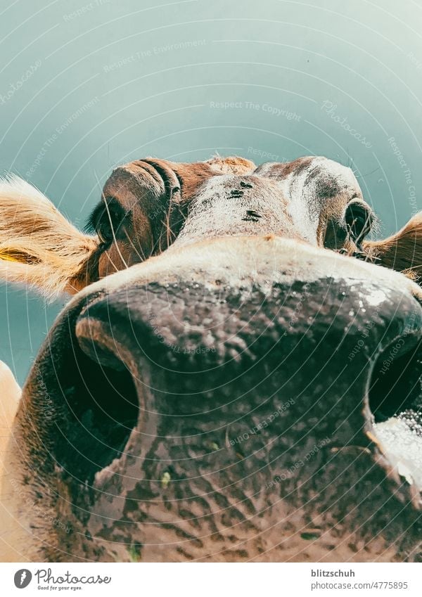 Curious cow Cow Animal Farm animal Snout Nose Head Cow head inquisitorial alp Switzerland Suisse Looking Brown Agriculture rural scene Outdoors Landscape Meadow