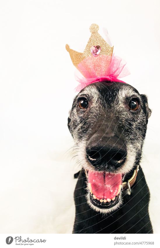 Straighten crown, move on greyhound Greyhound Dog Whippet Crown wittily funny face portait Pet Friendship Studio shot Funny Happiness Galgo Friendliness Animal
