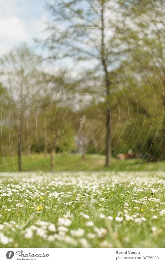 Goose Meadow Yellow colourful Spring Flower Nature Plant Grass Exterior shot Colour photo Blossom Day Close-up blurriness naturally Park Green Tree Daisy