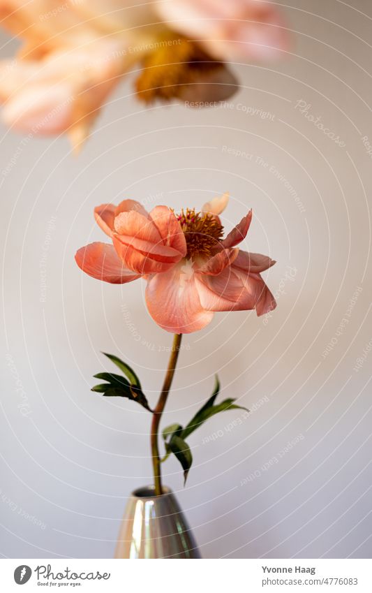 Flowering peony Bouquet flowers Pentecost Peony Vase English French Still Life Still life photography Plant apricot Pink Green green background Wallpaper