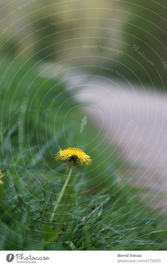 Spring greeting by the wayside Dandelion Yellow colourful Flower Meadow Nature Plant Grass Exterior shot Colour photo Blossom Day Close-up blurriness naturally