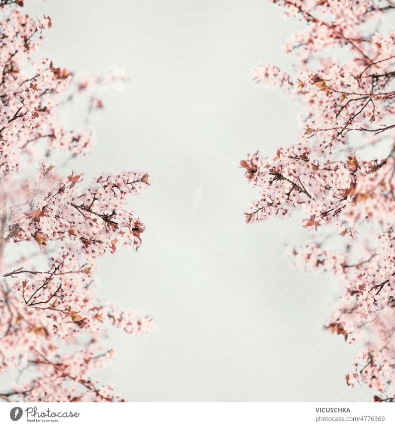 Pink cherry blossom frame with pink blooming branches on white background. springtime beautiful tree copy space background abstract front view garden japanese