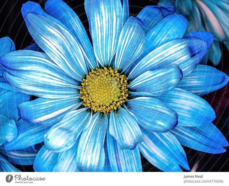 Up close to a blue daisy spring natural color flowers blossom abstract day beauty botany decorative summer macro flora growth design petal yellow petals white