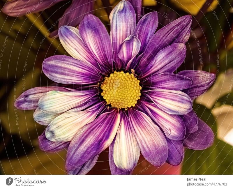 Up-close to a purple daisy spring natural color flowers blossom abstract day beauty botany decorative summer macro flora growth design petal yellow petals white