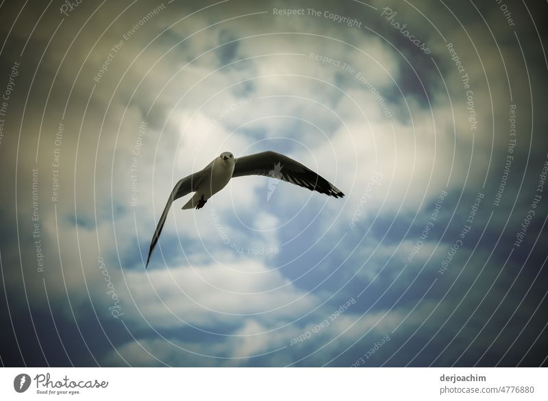 Free as a bird in the wind. A seagull flies (hovers) above the cloud-covered sky. seagull in flight Bird Sky Flying Animal White Grand piano Freedom Blue