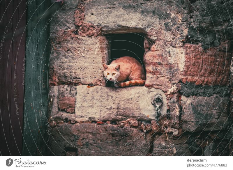 On the lookout. A cat lies in a wall niche above waiting for prey to come by. Cat from above Looking Colour photo One animal Cute Enchanting Fluffy feline Pelt
