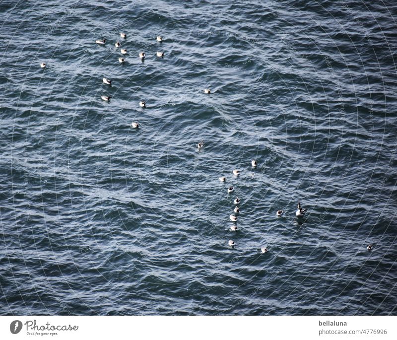 Guillemots in breeding pause. One bathes and fishes, the other breeds. Common murre Exterior shot Colour photo Day Nature Deserted naturally Bird Flying