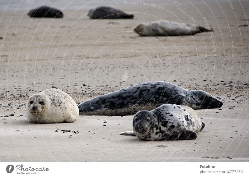 The grey seals lie lazily in the sand on the beach of the dune Helgoland and watch me curiously. Gray seal Animal Wild animal Beach coast Colour photo