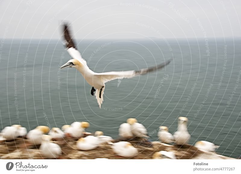 The gannet is in the landing approach to the cliff of Helgoland. In the background the North Sea and gray sky. Northern gannet Bird Animal Colour photo