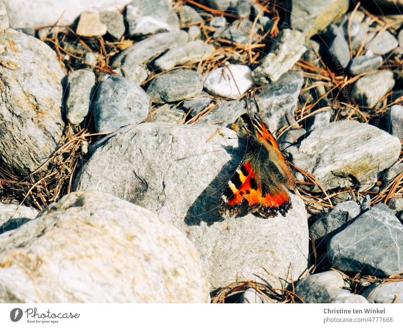 A "Little Fox" (Aglais urticae) enjoys the warm rays of the sun on a stone Small tortoiseshell Nymphalis urticae Honeysuckle Butterfly Spring Sun Warmth stones