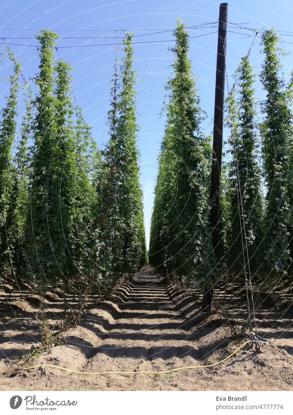 View between rows of tall hop plants on wire trellis system in July Hop Hop plants hop field creeper humulus lupulus Wireframe system Field Growth Beer