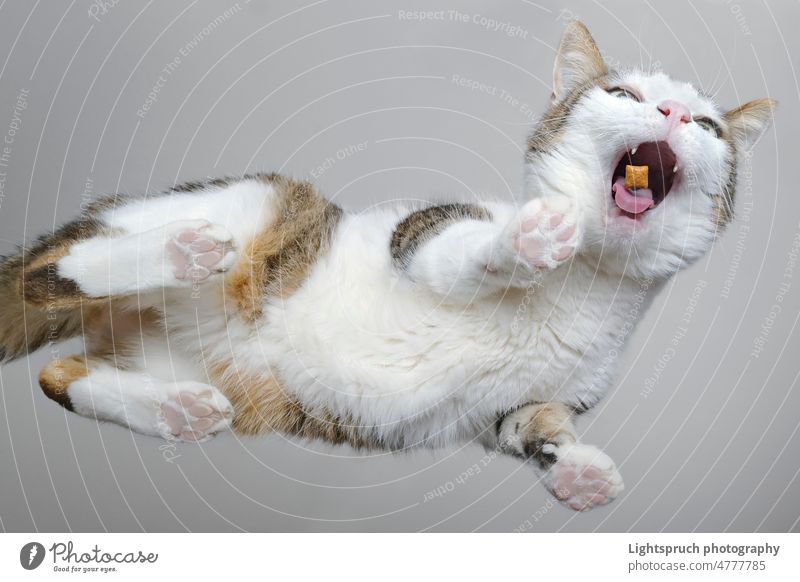 Bottom view of funny tabby cat eating treats. domestic cat feeding snack pet treat below directly below over eating humor paw pet food animal body part beauty
