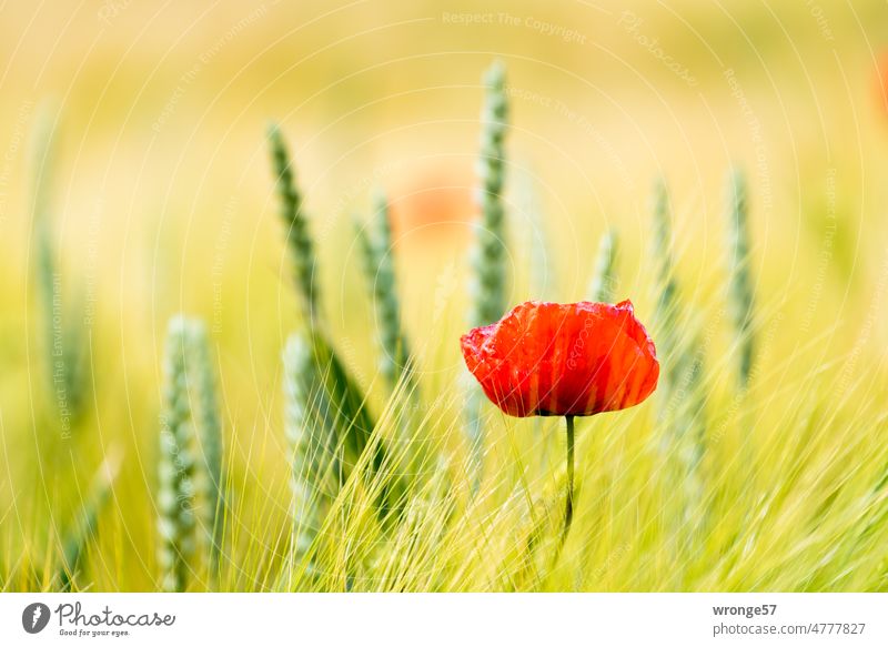 Close up of poppy flower in wheat field Poppy blossom Close-up Wheatfield shallow depth of field Summer Summery Beautiful weather beautiful weather sunshine