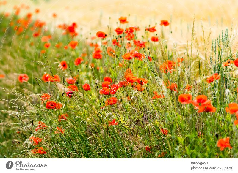 Meadow strip with a lot of poppies Flowering meadow Poppy Poppy blossom Poppy plant Plant Blossom Nature Exterior shot Summer Corn poppy Poppy field