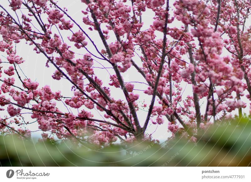 Pink flowering tree in spring. Almond tree with blurred green hedge in foreground blossoms Spring Nature Garden Hedge Plant Tree wax Green