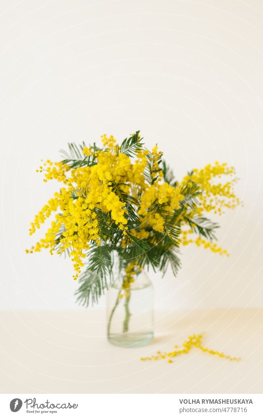 A bouquet of yellow mimosa flowers in a glass vase. The concept of women's spring or mother's day. Greeting card with copy space colours horizontal life pretty
