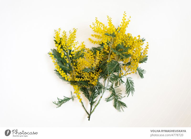 Branch of mimosa flowers on white background. Flat lay, top view. frame mother space bright color decor decoration design floral green holiday leaf nature