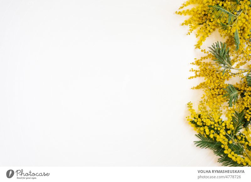 Floral frame of yellow mimosa branches on white background. Flowers of woman day. Flat lay, top view. flower bright color decoration design floral green holiday