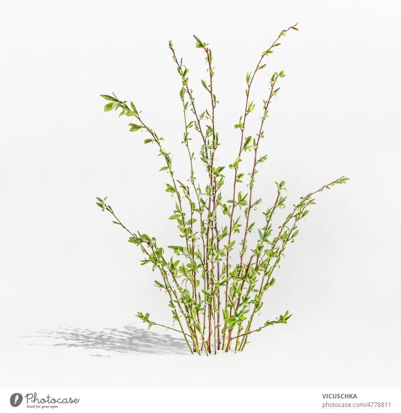 Springtime branches with green buds stands on white background springtime nature concept seasonal plant part front view design flora garden leaf leaves natural