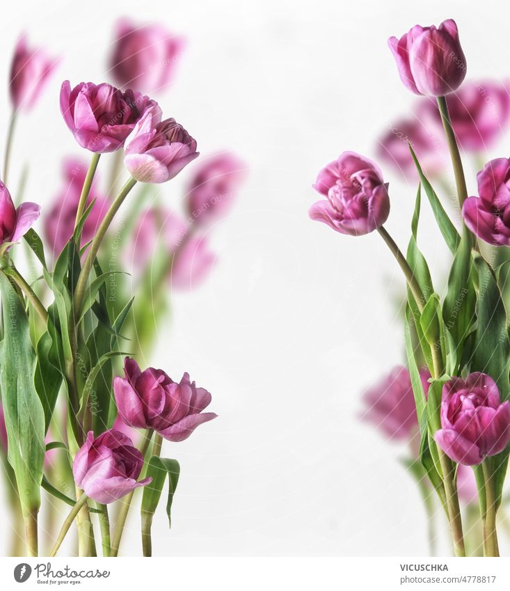 Tulips frame with purple petals at white background. Seasonal springtime flowers pink tulips seasonal lilac blooms front view copy space beautiful beauty