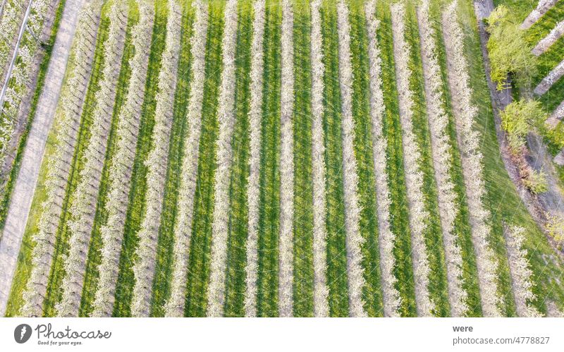 Blooming apple tree orchard in Lindau-Bodensee fruit growing area in Germany seen from the air Blossoms Food Fruit Fruit growing Malus Russia Ukrainian bavaria