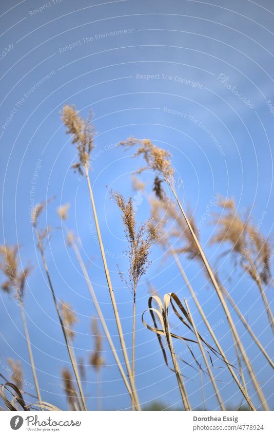 Grasses against blue sky Nature photo grasses out Color photo Close-up Movement Sky Blue Summer Sunlight Worm's-eye view Blossoming Calm Shallow depth of field