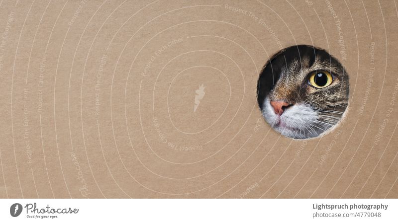 Maine coon cat looking funny out of a hole in a cardboard box. Panoramic image with copy space. maine coon tabby peeking staring pet cute mammal fur animals