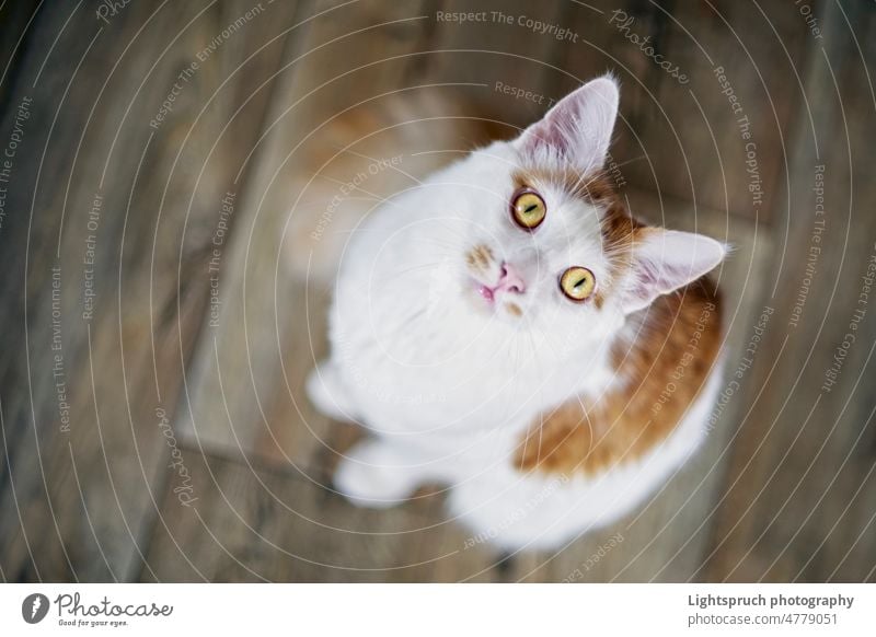 Cute longhair cat looking curious up to the camera. High angle view with soft focus. high angle view selective focus vertical facial expression portrait animal